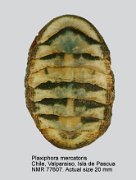 Plaxiphora mercatoris